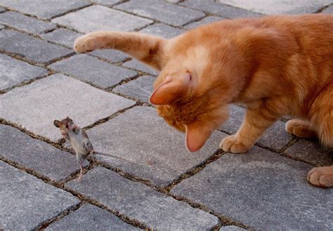 Mouse and Cat .